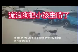 流浪狗把小孩啃了，真残忍啊#流浪狗 #监控下的一幕 #真实事件视频封面