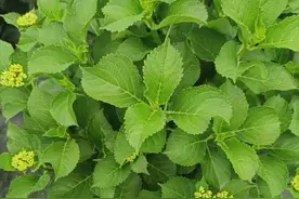 绣球扦插，个人观点，不喜勿喷，绣球在3-10月都是可以扦插的，生根一般在一个月左右，赶快行动起来，听别人说上百次，不如自己行动一次。#绣球花 #绣球扦插 #绣球养护视频封面