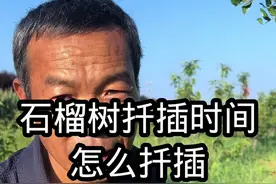 石榴树扦插时间 怎么扦插 #石榴树苗基地 #石榴管理#果树种植#三农#郭老师植物