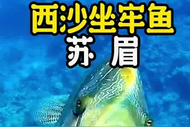 2004年苏眉列入世界自然保护濒危物种红色名录，我国二级保护动物，愿你我更长久留住可爱的苏眉#海鲜 #苏眉鱼#西沙野生海鲜 #海洋生物 #海鲜原产地视频封面