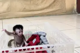 这么小就露牙弹舌，揍死。彩蛋主页Q！ #猴子成精 #吗喽