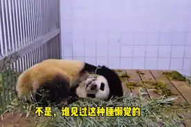 辉宝偷懒没去上班，在家睡懒觉。被宋三岁过来喊起床视频封面