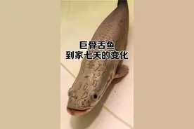 不愧是巨骨舌鱼！7天长大10厘米！#观赏鱼 #养鱼日记 #巨骨舌鱼 #亚马逊猛鱼