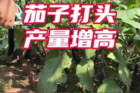 茄子立秋前一定要打头一次，由于夏季高温病虫害比较多，这个时候茄子不怎么结果了、打头后会重新长出来新枝条，结的茄子更好，打完头记得给它追施#蔬菜专用肥 保持水肥充足 #有机肥 #茄子种植 #种植小技巧 #茄子种植管理技术