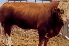 种公牛#冻精改良培训 #养牛技术 #抖音助农 #新农人计划 #养牛人视频封面