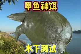 为什么高度腐烂的臭鱼才是野生无鳞鱼和甲鱼的最爱