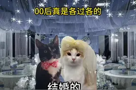作为00后的你现在在干嘛 #猫咪表情包 #我眼中小猫的样子