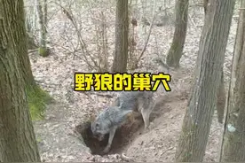 野狼的巢穴遭到猞猁偷袭#野生动物零距离 #解说版动物世界
