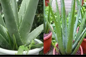 四种旺家的灵草，这些讲究要知道 1、芦荟|||四种灵草：1、芦荟 2视频封面