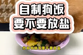 家人们关心的关于狗狗要不要吃盐的问题，要好好学习哦！#养宠进阶指南 #自制狗饭 #在家爱宠日记视频封面