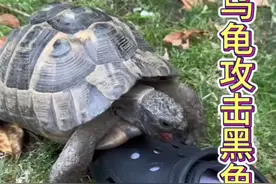 乌龟攻击黑色#小乌龟 #神奇动物在抖音 #这个乌龟的头好大 #奇妙的动物 #爬行动物视频封面