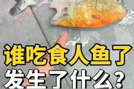 食人鱼被吃了？ #食人鱼 #神奇动物在抖音 #养鱼日记 #鲁伟学长