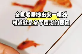 青蛙吃了被寄生的金鱼会死吗？#金鱼 #金鱼寄生虫 #青蛙 #铁线虫