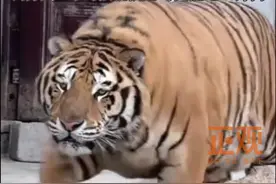 1月6日（采访），山东烟台。400斤东北虎沉迷游戏123木头人，遵守游戏规则，一脸认真，饲养员：小时候就很彪，呆呆的，每天能吃20斤肉视频封面