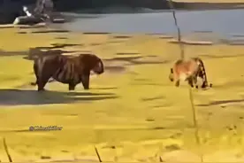 现实中的霸道总裁，巴迪亚雄虎t190哈瓦尔威慑母老虎，你敢相信现在的孟加拉虎已经比东北虎长得更大更重更壮吗#老虎#动物#动物世界视频封面