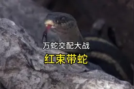 万蛇交配的场景你见过吗，密集恐惧症患者请谨慎#奇妙的动物视频封面