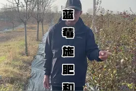 蓝莓的施肥和虫害问题，如何做！地头实地讲解！ #蓝莓种植 #果树种植 #病虫害防治 #种果树的苏老师