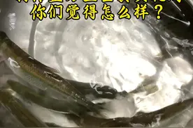 没有吃过蓝刀朋友、你们觉得怎么样？#横县鱼生 #抖音美食推荐官 #同城美食 #食材新鲜才是硬道理 #活鱼现杀视频封面