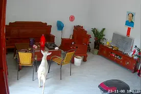 羊进家门，喜气洋洋，视频封面