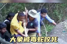 抓捕咬伤大象的泼皮蛇#野生动物零距离 #神奇的动物在抖音视频封面