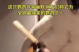 这只鹦鹉非常幽默，网友们称它为全网最搞笑的鹦鹉之一。#葵花鹦鹉 #葵花凤头鹦鹉 #葵花凤鹦鹉搞笑 #鹦鹉鹦鹉萌萌哒逗鹦鹉 #会说话的鸟视频封面