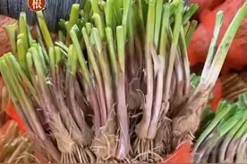 家里有个花盆小院的，建议你种上几根韭菜。浇浇水就能吃到新鲜采摘的韭菜了。#韭菜根 #在家种菜视频封面