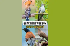 咕咕叫的鸟 #上热门 #保护野生动物 #野生动物零距离 #鸟 #大自然 @DOU+上热门 @DOU+小助手 喜欢咕咕叫的鸟，在农村的小伙伴应该经常听到叫声