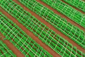 山东人在广东徐闻县种植的反季节子姜上市了！#生姜种植方法