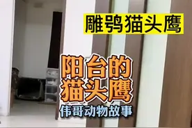 女孩的家中飞来一只雕鸮猫头鹰，它为什么又称走地鸡呢？#万物皆有灵性 #人与动物和谐共处