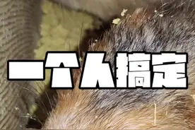 一个人就可以搞定！ 新手养多少只竹鼠？#竹鼠#竹鼠养殖 #竹鼠养殖技术分享视频封面