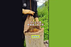 为什么牛粪里的蜂蜜变成了抢手货了呢？ #牛粪蜂箱 #牛粪蜂蜜