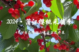 蒲江樱桃熟了，赶快约上家人朋友开启一场甜蜜的樱桃之旅吧！#蒲江樱桃熟了 #四季蒲江 #大美蒲江#又到炫樱桃的季节了视频封面