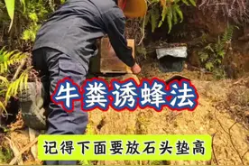 牛粪诱蜂法你听说过吗？ #诱蜂 #牛粪诱蜂