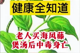 健康全知道：老人买海风藤煲汤后中毒身亡 广东一店铺老板误把断肠草当海风藤销售，老人买药材煲汤后中毒身亡！市监、公安介入！断肠草为马钱科植物胡蔓藤的根、叶、全株，所含钩吻素会抑制神经中枢，严重者致死！#海风藤 #断肠草 #中毒 #抖出健康知识宝藏 #用健康的方式做不健康的事视频封面