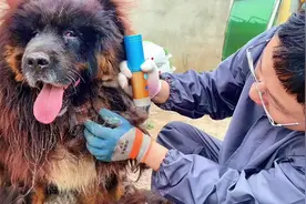 为宫平救助站的大藏獒剃毛（三） 对于这只藏獒视频封面