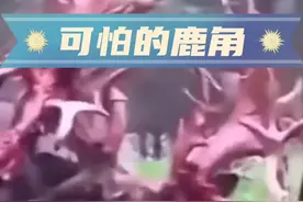 鹿为什么要磨去角上的皮呢 #彩云天气 #动物世界神奇动物在抖音 #动物的迷惑行为