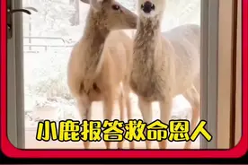 小鹿报答救命恩人 #万物皆有灵性 #动物报恩的感人视频 #神奇动物在抖音视频封面