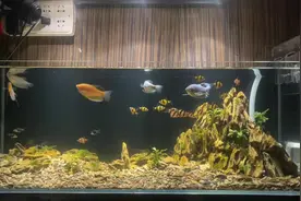 有时候你想好好约个炮，却不小心谈了场恋爱视频封面