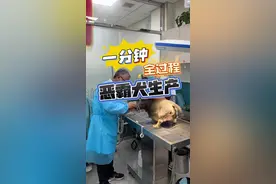 恶霸犬生宝宝 一分钟记录恶霸犬生产全过程~#恶霸犬 #适合家养的狗狗推荐 #哈雷家