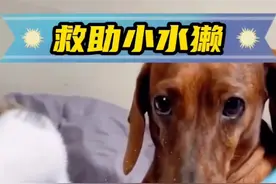 这么可爱的小水獭。你想养一只吗 #神奇动物在抖音 #人与动物和谐共处 #萌宠 #万物皆有灵性 #动物的迷惑行为视频封面