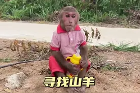 小猴子伤心欲绝的哭了 #萌宠出道计划 #萌宠成精了 #动物