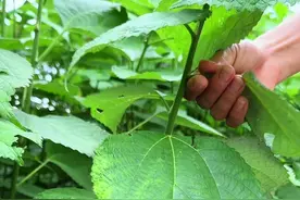 苎麻在我国的种植历史悠久，村里人喜欢采摘它的叶子回来晒干。#植物科普 #三农 #我的乡村生活视频封面