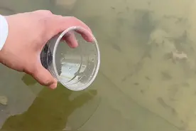 今天爸妈不在家，我就自己煮点面条吃视频封面