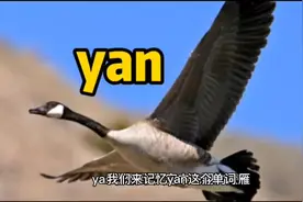 我们来记忆yan这个单词。 yan拼音雁