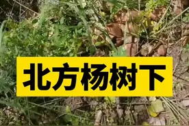 杨树口蘑，俗称土豆蘑、地扣 