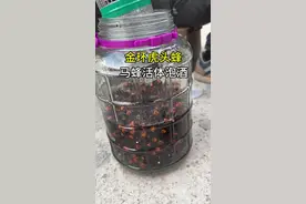 金环虎头蜂 马蜂活体泡酒你知道用什么酒吗#金环虎头蜂 #诱蜂水 #马蜂泡酒