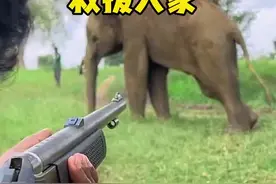 #救援一头被眼镜蛇咬伤的大象