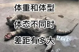 动物体重和体型以及体态不同时差距有多大？80斤的鬣狗又有多大？