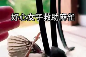 #女子救助麻雀 #动物趣闻视频封面