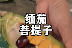 缅茄有着“免邪”的寓意，它的种子就是缅茄菩提子，常用来制作各种文玩手串和工艺品。#植物科普 #一日一植物 #缅茄